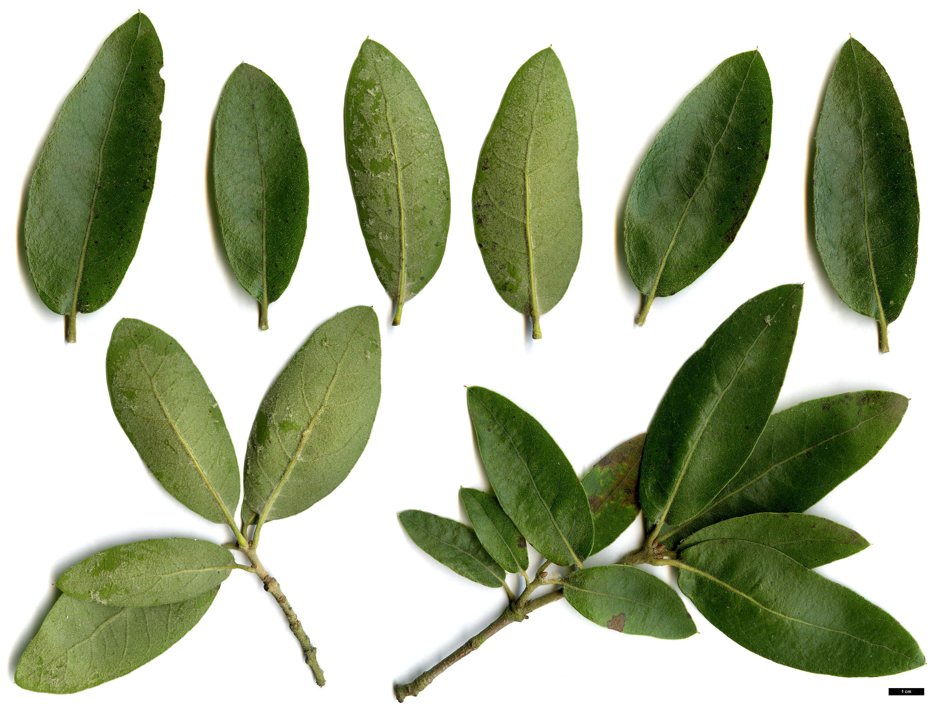 High resolution image: Family: Fagaceae - Genus: Quercus - Taxon: 'Piers Trehane' (Q.emoryi × Q.hypoleucoides)